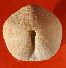 Oursin fossile jurassique - oursin,
