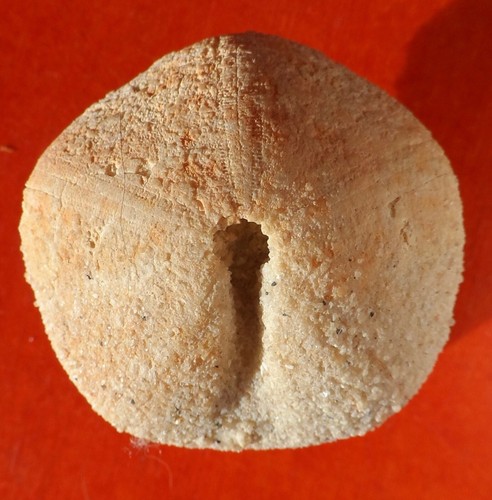 Oursin fossile jurassique - oursin, de