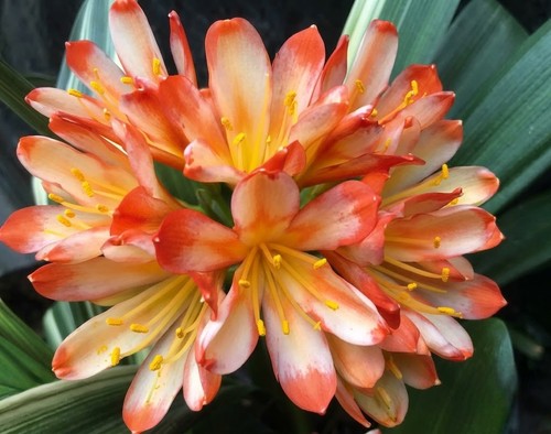 Clivia ghost variegated white - clivia,