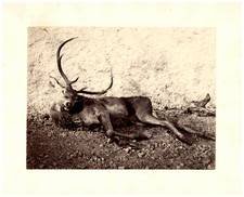 Horatio Ross vintage print