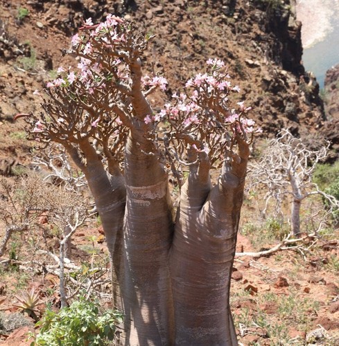 Adenium obesum 20cm - adenium, |
