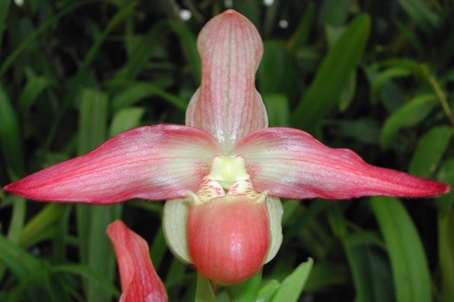 Phragmipedium twilight touch - phragmipedium,
