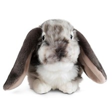  Lapin Nain Bélier Gris Lapin