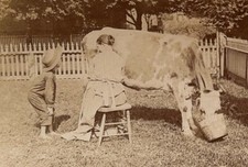 La traite de la vache 1898