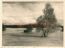 Photo, WW2, front de l'Est, forêt près de Gorje, il y a l'ennemi, 21/8/1941, ...