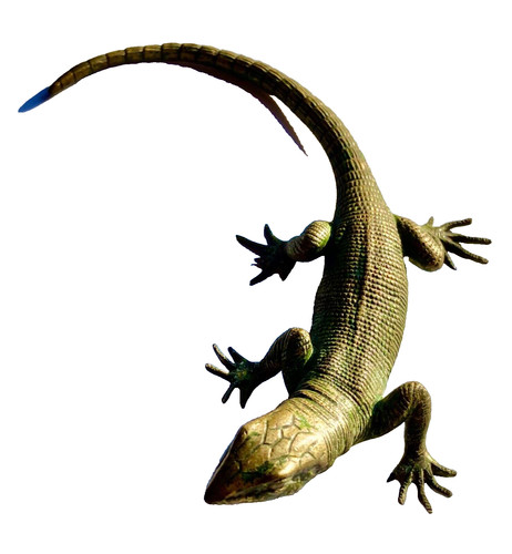 Lézard salamandre ancien - ou,