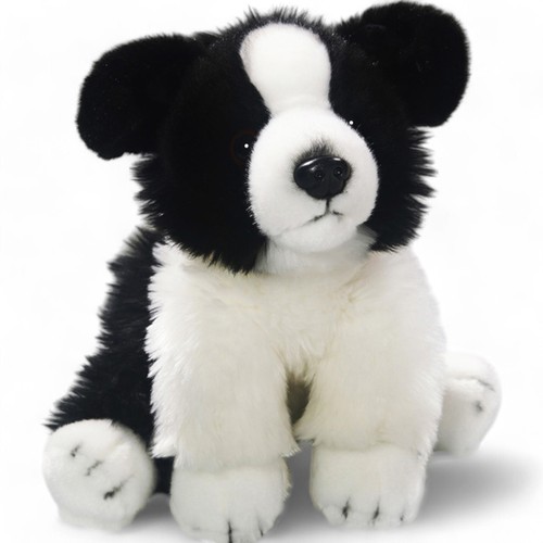 Carl dick border collie chien - carl,