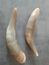 corne bovin vache boeuf tauromachie déco loft