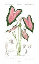 Caladium Bicolor Kaladien Buntwurz Gravure Botanique Stahlstich Orbigny 1849
