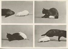 POSTCARD / CARTE POSTALE PHOTO