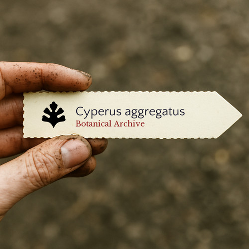 Cyperus aggregatus 10000 - cyperus, |