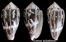 Coquillage de collection 
