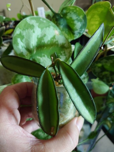 Hoya wayetii - hoya,
