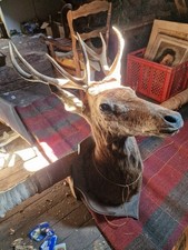 Tête de cerf 8 cors, taxidermie, très bon état. Bel effet.