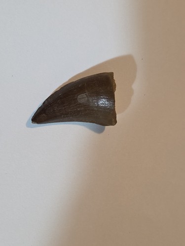Fossil mosasaur - fossil,