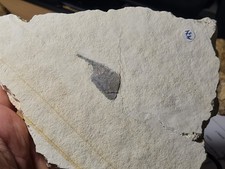 Rare Gladius de Muensterella