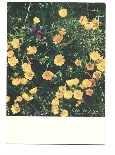 Auvergne fleurs les - 63,