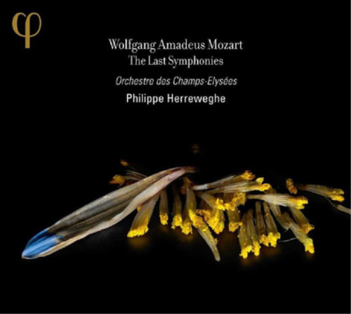 Wolfgang amadeus mozart - wolfgang,