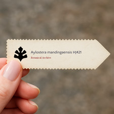 Aylostera mandingaensis HJ421