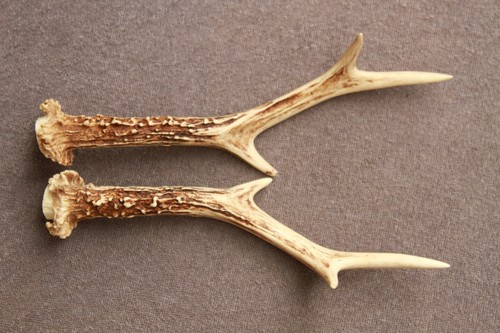 Paire bois chevreuil - paire,
