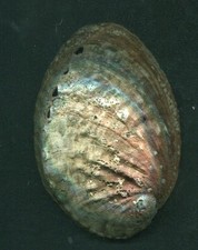 Coquille ORMEAU ABALONE 100 mm