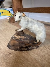 Taxidermy rat cute oddities