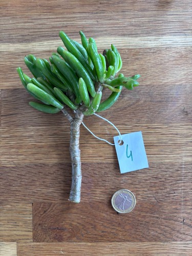 Crassula ovata gollum - crassula,