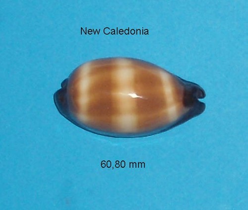 Cypraea talpa new caledonia - cypraea,