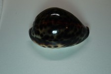 144- Sea shells - Cypraea