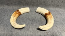 Paire de dents défenses de
