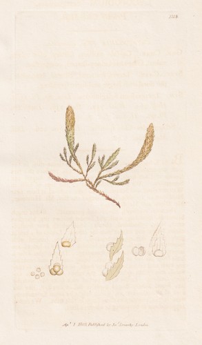 Lycopodium selagionoides - lycopodium,