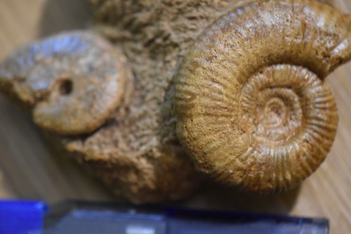 Ammonite siemiradzkia - ammonite,