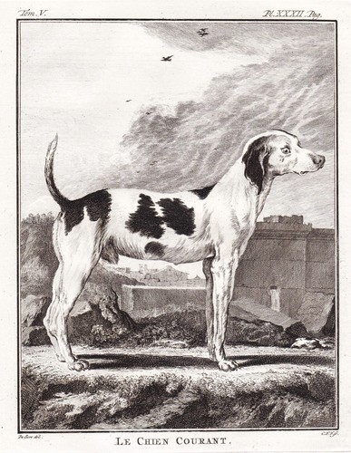 Chien courant chasse - courant, de