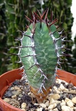 EUPHORBIA VIROSA  plante