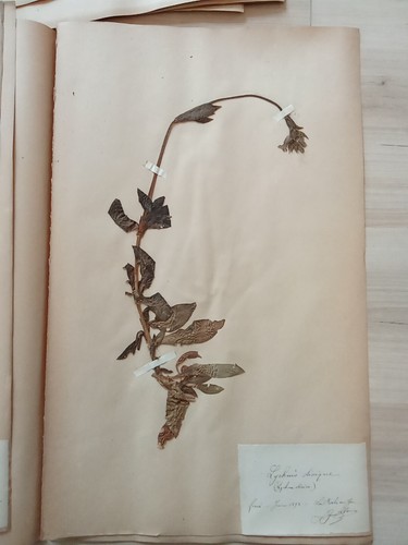 Ancien herbier botanique - herbier,