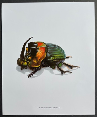 Entomologie phanaeus imperator - entomologie,