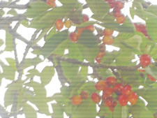 7 Noyaux de Cerisier Bigarreau