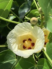 LOT DE 10 GRAINES DE THESPESIA POPULNEA ?  ROSE D’OCÉANIE ? CATALPA ?