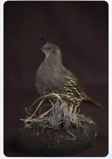 RARE Perfect Bird taxidermy  Enterely Restored.