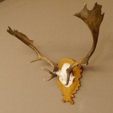Daim Avec Antlers Anormaux