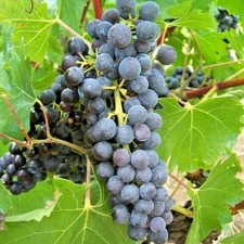 15 Graines de Vigne Muscat de Hambourg Méthode BIO semence fruit jardin potager