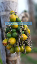 2 SPROUTED seeds of Bactris gasipaes Var. spineless - Rare Tropical Fruit Palm