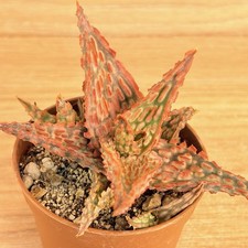 Aloe TCT, pot 6,5 cm (cod