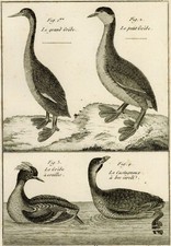 Oiseau Grèbe Castagneux -