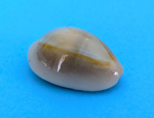 Cypraea annulus meli - 23,2, mm