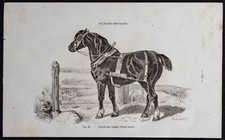 1882 - Cheval noir anglais -