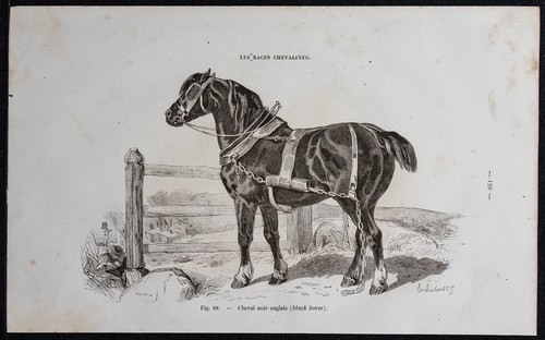 1882 cheval noir - 1882,