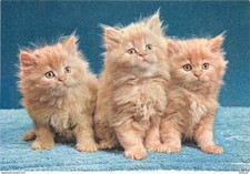 Carte Postale - Animaux -