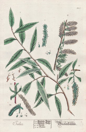 Willow tree weide botanique - willow,