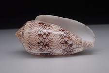 121 - Sea shells -Conus